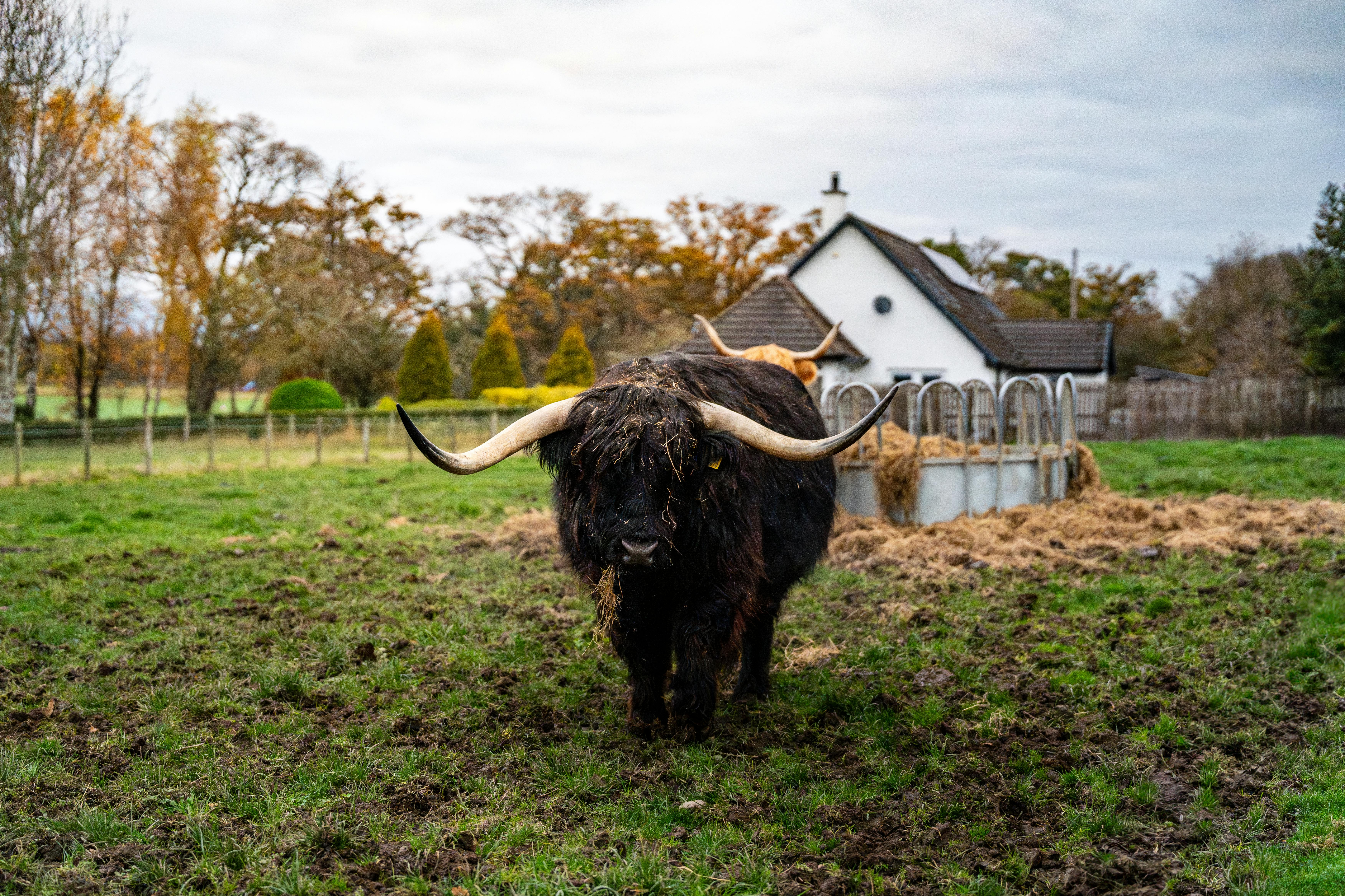 Highland Cow & Farm Shop